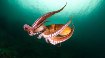 octopus in the deep ocean