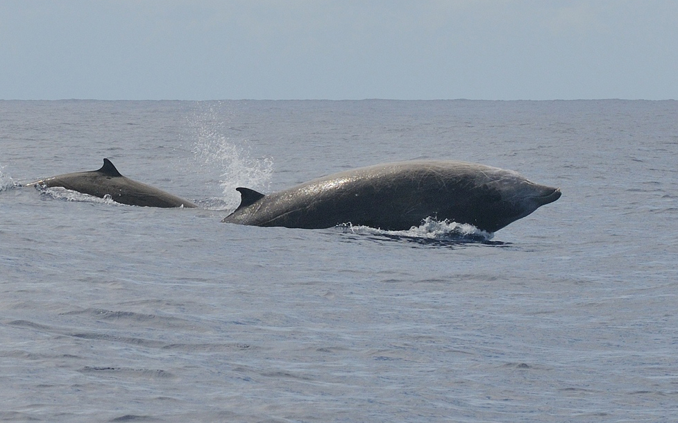 Two Cuvier's beaked whales swimming at the water's surface.