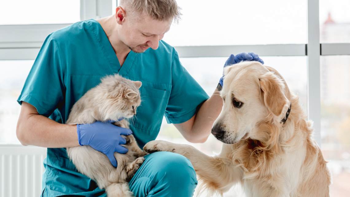 Vet with dog and cat in clinic