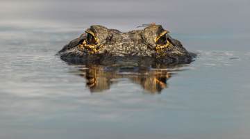 American alligator with dragonfly on head,