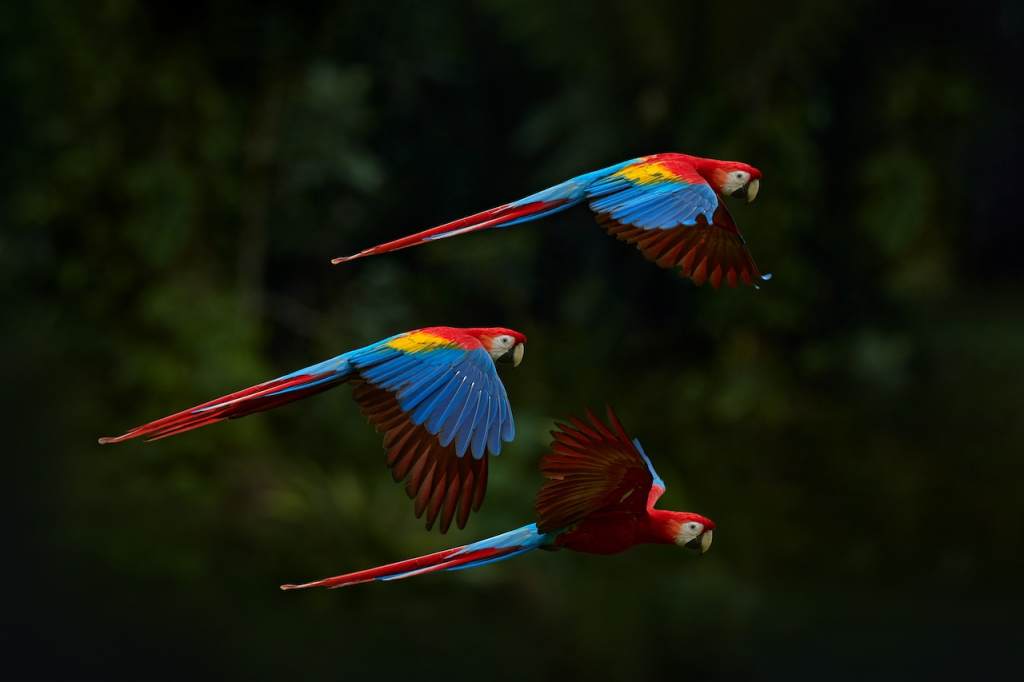 The Scarlet Macaw.