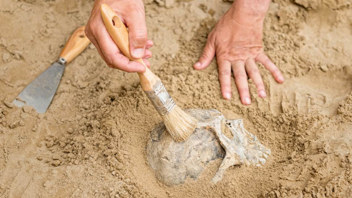 hands of an anthropologist revealing human skull from dirt