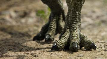 feet walking of Tyrannosaurus