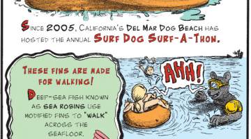 1. Since 2005, California's Del Mar Dog Beach has hosted the annual Surf Dog Surf-A-Thon. 2. These Fins Are Made For Walking! Deep-sea fish known as sea robins use modified fins to "walk" across the seafloor. 3. In June 2023, beachgoers in Destin, Florida, were shocked to spot a black bear swimming alongside them!