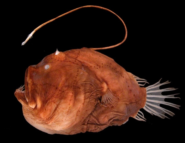 Example of an anglerfish, a type of deep-sea fish with a bioluminescent appendage on its head that acts like a fishing lure to attract prey.