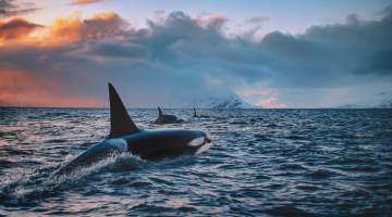 Orca Killerwhale traveling