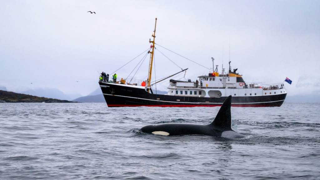 Orca killer whale swimming by boat