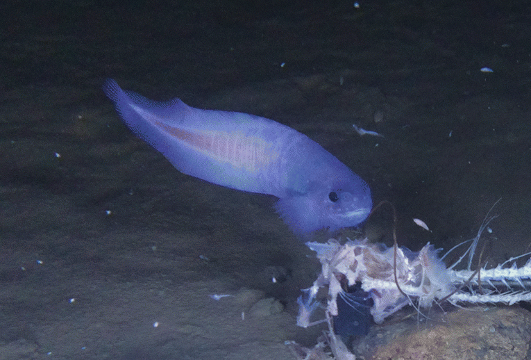 Photo of a purplish-pink snailfish, Paraliparis selti.