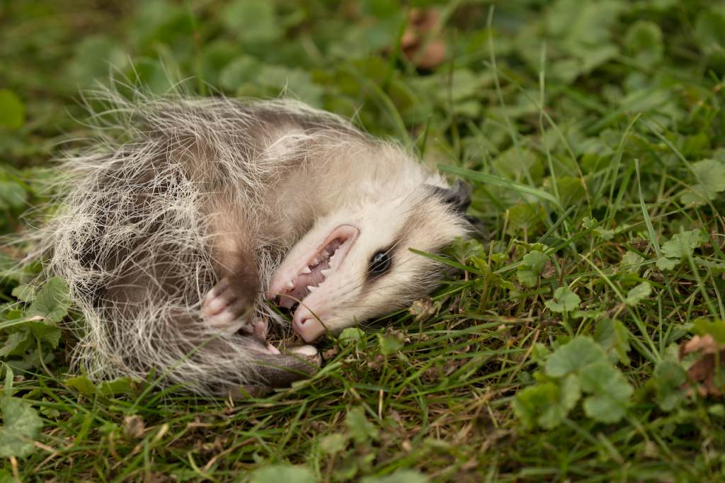 baby opossum playing dead.