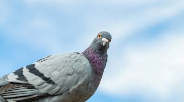 Close up of the body of pigeon